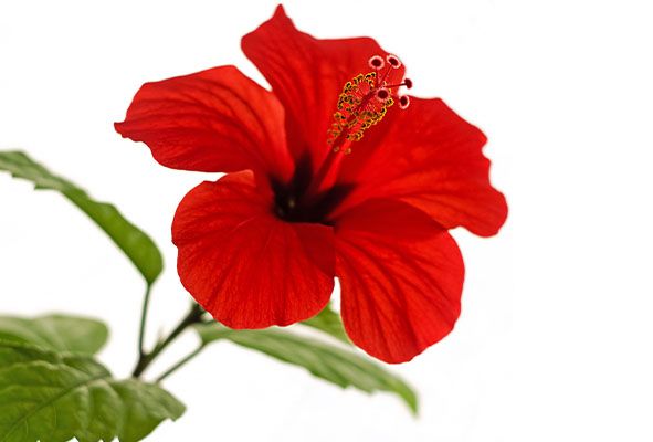 Rote Hibiskusblüte, Symbol für die Einführung von Hibisca, die Dachmarke für Mineralgetränke