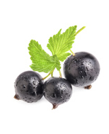 Startseite NEU Schwarze Joha